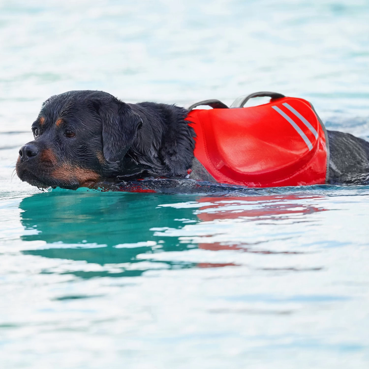Frisco Neoprene Dog Life Jacket - Image 9