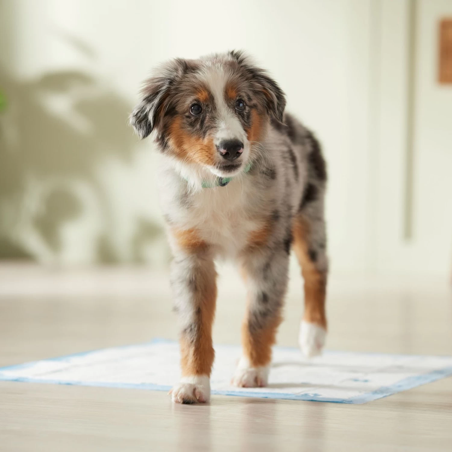Frisco Printed Dog Training & Potty Pads - Image 7