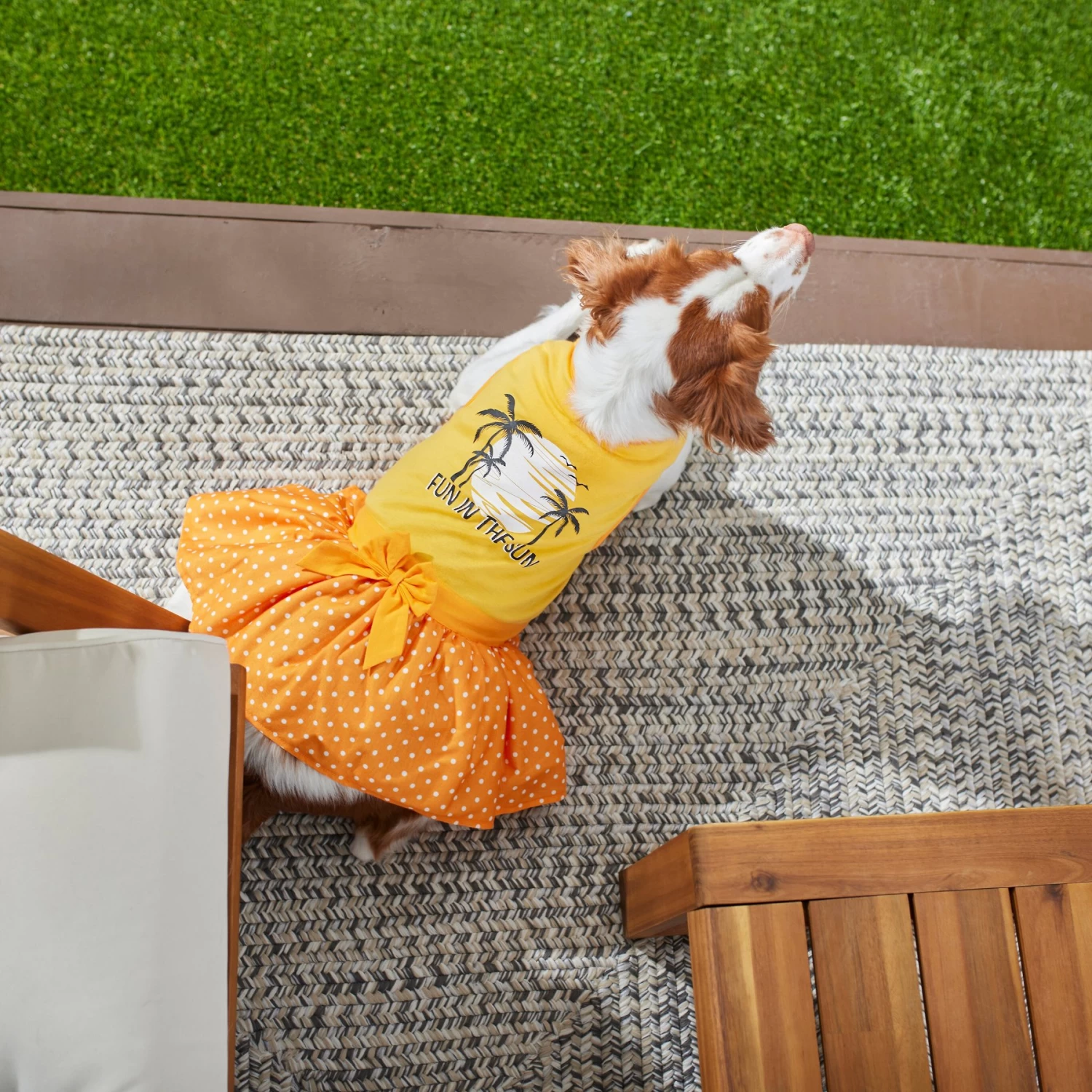 Frisco Fun In The Sun Dog & Cat Dress - Image 6