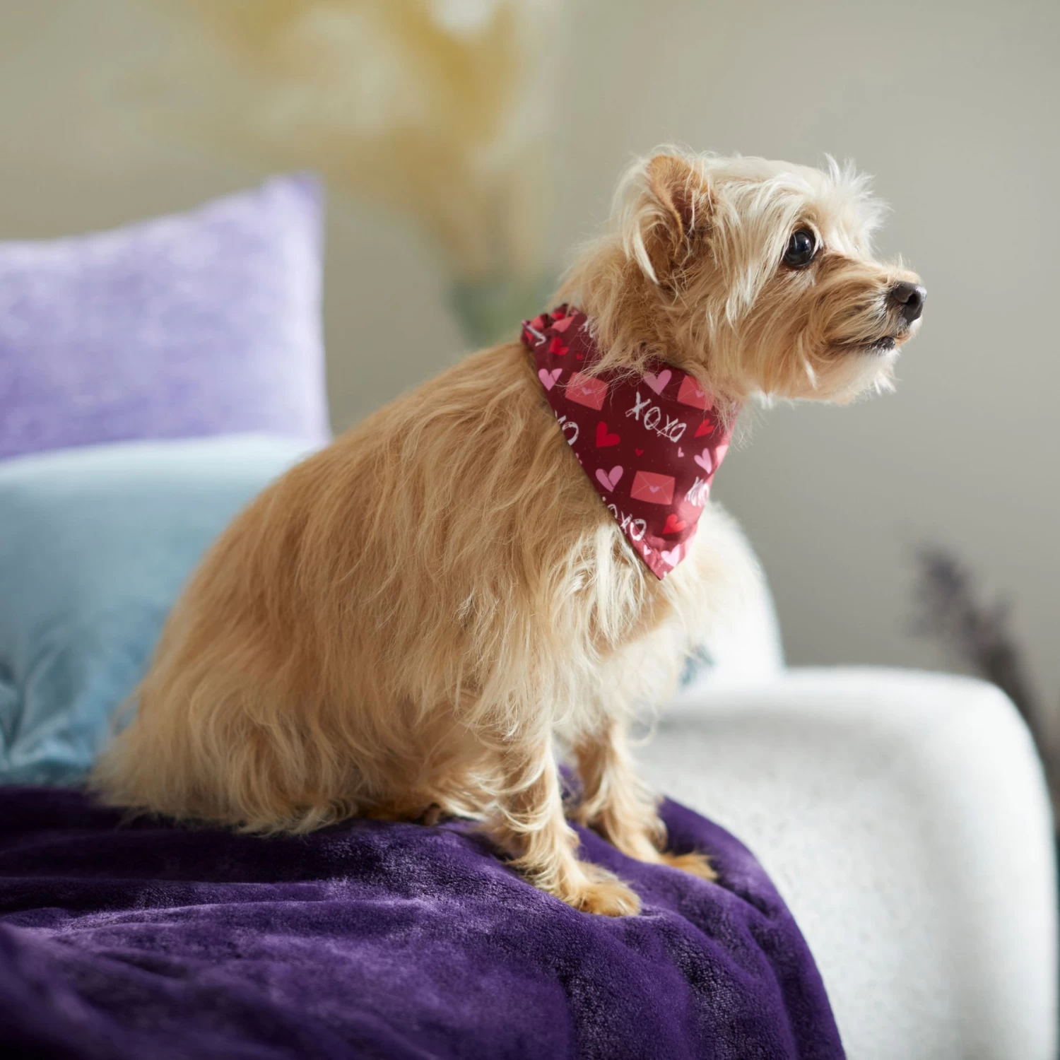 Frisco Love Letters Dog & Cat Bandana - Image 6