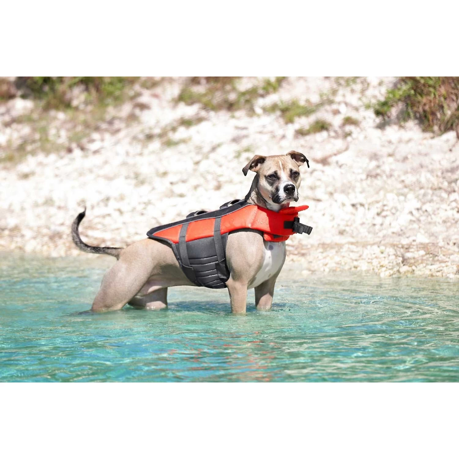 Frisco Ripstop Dog Life Jacket & Frisco Foam Rubber Floating Fetch Ball No Squeak Dog Toy - Image 5