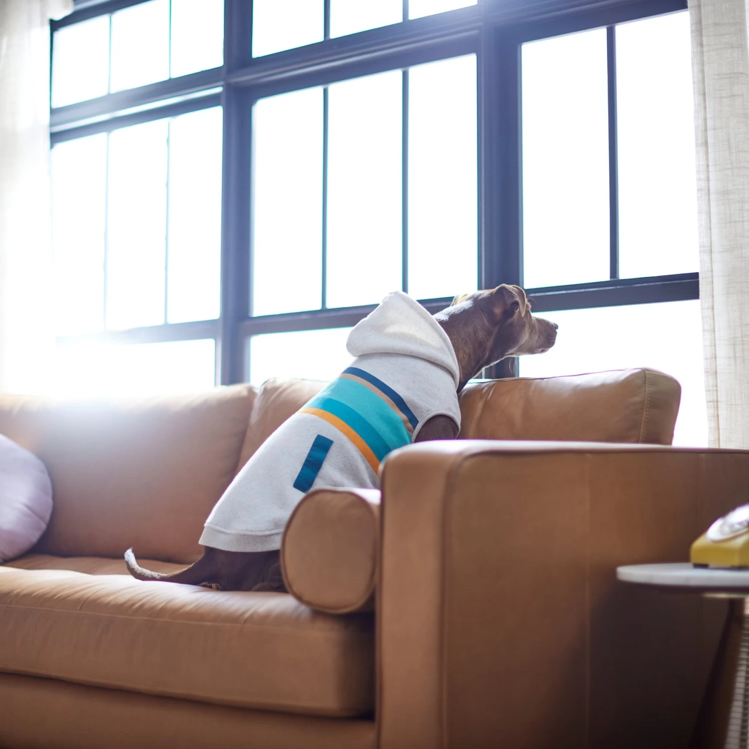 Frisco Striped Dog & Cat Hoodie - Image 7