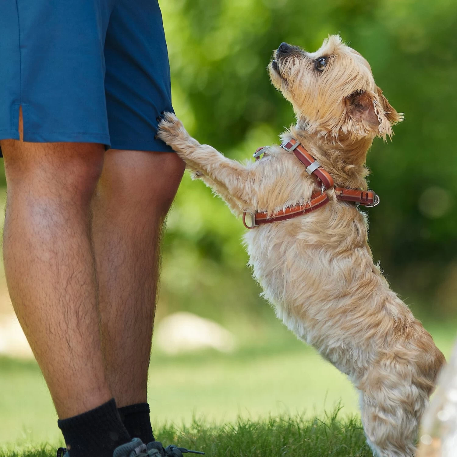 Frisco Outdoor Two Toned Waterproof Stink Proof PVC Dog Leash & Frisco Outdoor Two Tone Waterproof Stinkproof PVC Dog Harness - Image 9