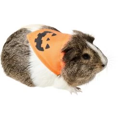 Frisco Jack O' Lantern Pumpkin Small Pet Bandana