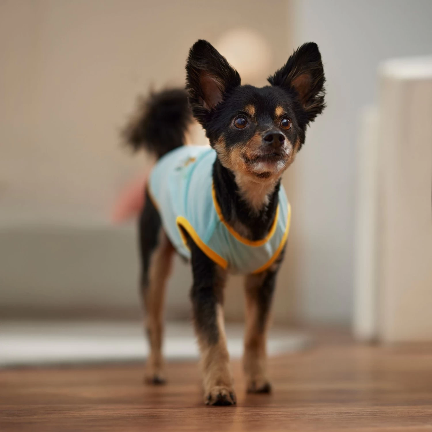 Frisco Just Another Day In Paradise Dog & Cat T-Shirt - Image 6